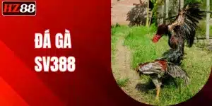 da-ga-sv388